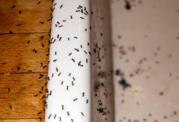 Reliable Wakefield, VA Pest Control Solutions