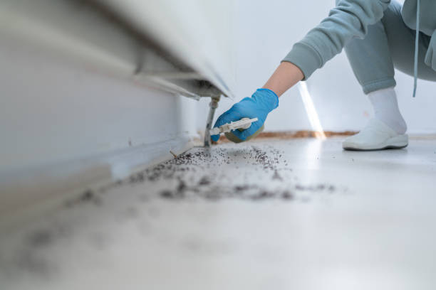 Best Wasp Removal Services  in Wakefield, VA